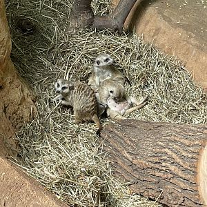 8/14/2021 - Meerkat Pile Up