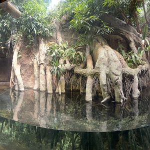 8/14/2021 - Pygmy Hippo Habitat