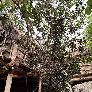 8/14/2021 - Cameroon Huts