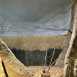 8/14/2021 - Golden Orb Web Spider Habitat