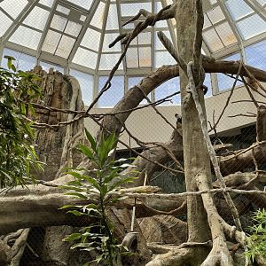 8/14/2021 - Diana Monkey Exhibit