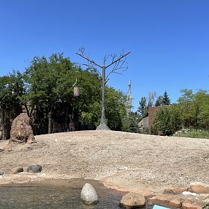 8/14/2021 - Giraffe & Plains Zebra Exhibit