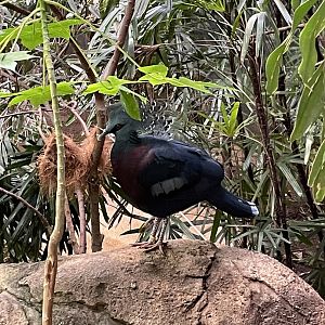 8/14/2021 - Victoria Crowned Pigeon