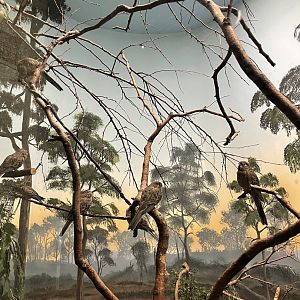 8/14/2021 - Bourke’s Parrots