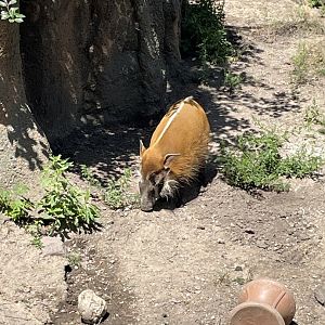 8/14/2021 - Red River Hog