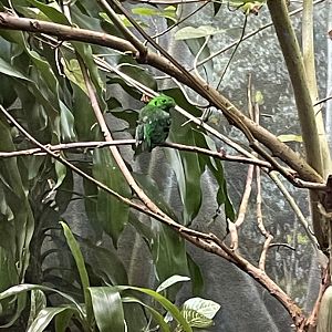 8/14/2021 - Lesser Green Broadbill