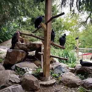 Elmwood Park - Eagles exhibit
