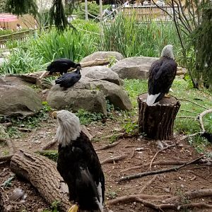 Elmwood Park - Eagles exhibit