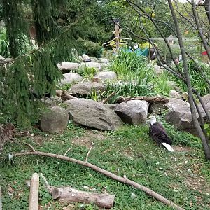 Elmwood Park - Eagles exhibit