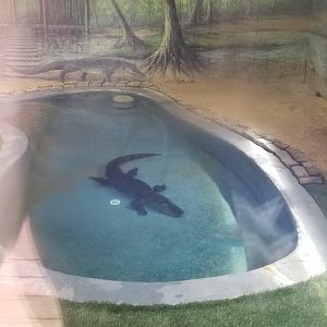 Elmwood Park - American Alligator, from front window