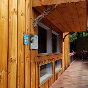 Elmwood Park - American Alligator, side window