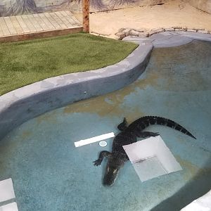 Elmwood Park - American Alligator, from side window