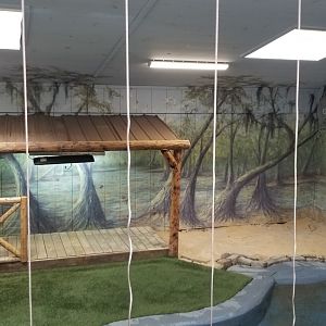Elmwood Park - American Alligator interior