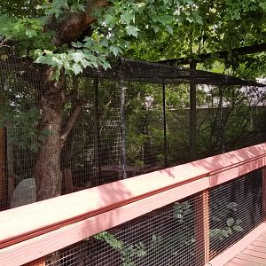 Elmwood Park - Bobcat