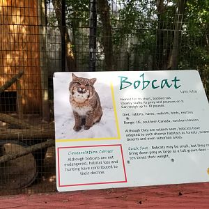 Elmwood Park - Bobcat