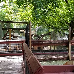 Elmwood Park - North American porcupine