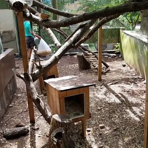 Elmwood Park - North American porcupine