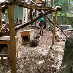 Elmwood Park - North American porcupine