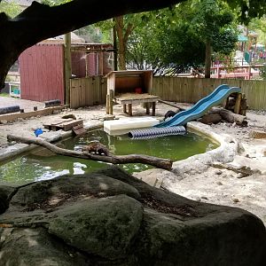 Elmwood Park - North American river otter