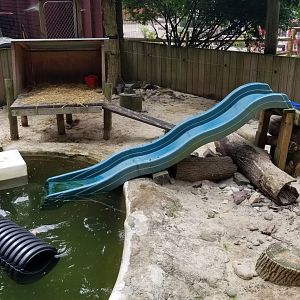 Elmwood Park - North American river otter