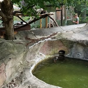 Elmwood Park - North American river otter, porcupine