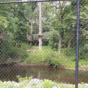Elmwood Park - Rope course across the stream