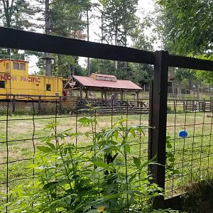 Elmwood Park - Bison