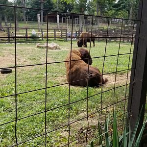 Elmwood Park - Bison
