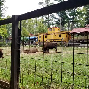 Elmwood Park - Bison