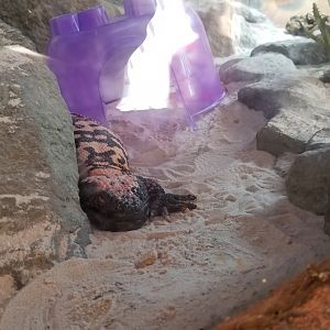 Elmwood Park - Gila monster