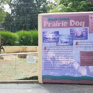 Elmwood Park - Blacktailed prairie dog