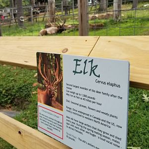 Elmwood Park - Elk