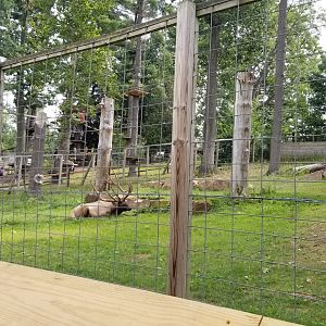 Elmwood Park - Elk, father and daughter