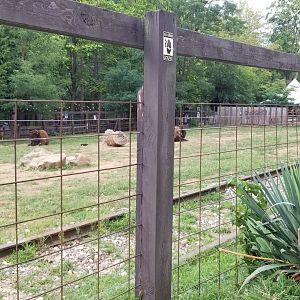 Elmwood Park - Bison from left side