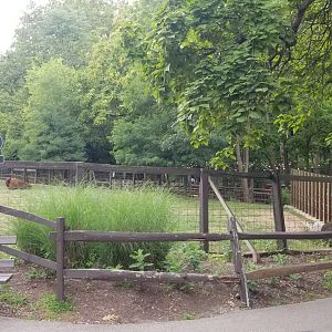 Elmwood Park - Bison