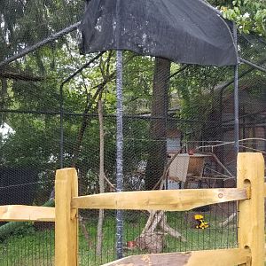 Elmwood Park - Peregrine falcon