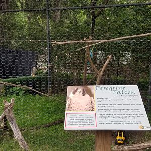Elmwood Park - Peregrine falcon