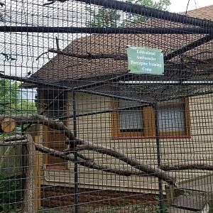 Elmwood Park - Ambassador porcupines