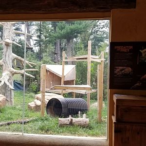 Elmwood Park - Trail of the Jaguar, Cougar