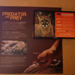 Elmwood Park - Trail of the Jaguar, Predator and Prey sign