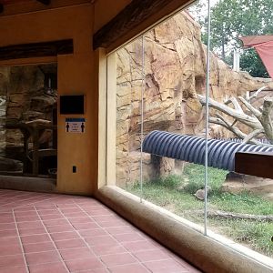 Elmwood Park - Trail of the Jaguar, Cougar indoor/outdoor areas