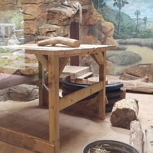 Elmwood Park - Trail of the Jaguar, Cougar indoor area