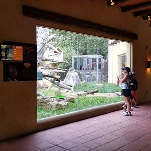 Elmwood Park - Trail of the Jaguar, Ocelot