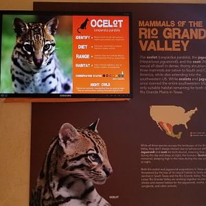 Elmwood Park - Trail of the Jaguar, Ocelot