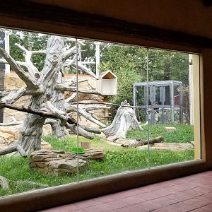 Elmwood Park - Trail of the Jaguar, Ocelot