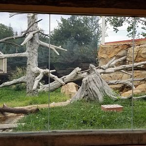 Elmwood Park - Trail of the Jaguar, Ocelot