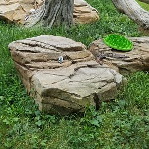 Elmwood Park - Trail of the Jaguar, Ocelot exhibit scavenger rock