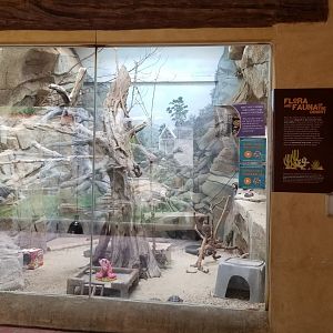 Elmwood Park - Trail of the Jaguar, birds and herps