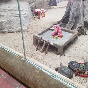 Elmwood Park - Trail of the Jaguar, Chuckwalla, desert tortoise, montezuma quail