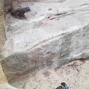 Elmwood Park - Trail of the Jaguar, Chuckwalla, montezuma quail